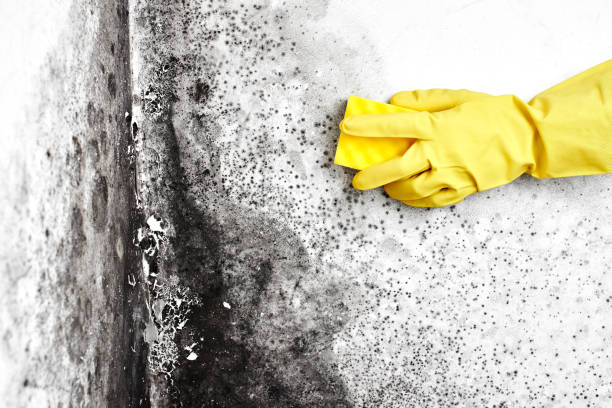 Best Asbestos and Lead Testing During Mold Inspection  in Thornville, OH