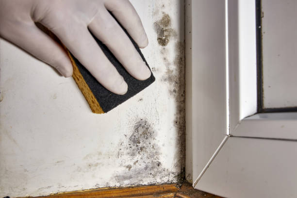 Best Real Estate Mold Inspection  in Thornville, OH