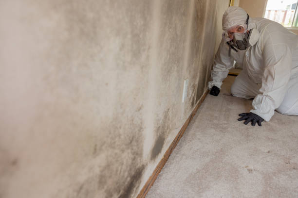 Best Attic Mold Removal  in Thornville, OH